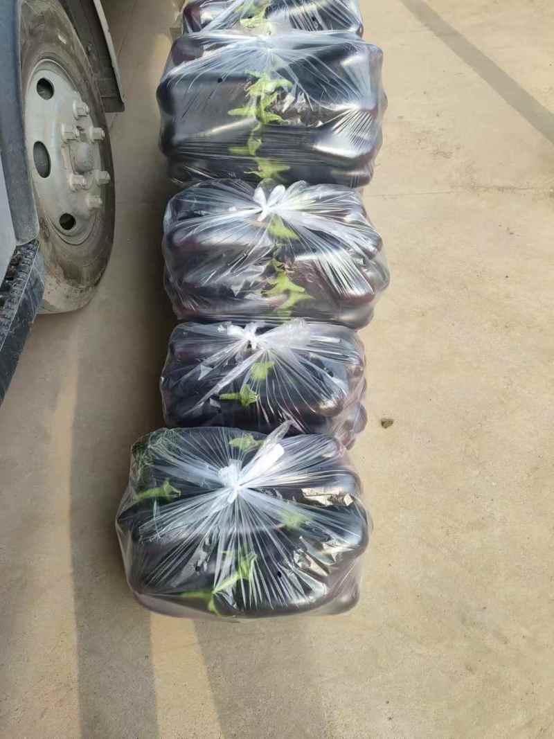 【黑茄王】烧烤茄黑棒茄河南焦作基地直供一手货源
