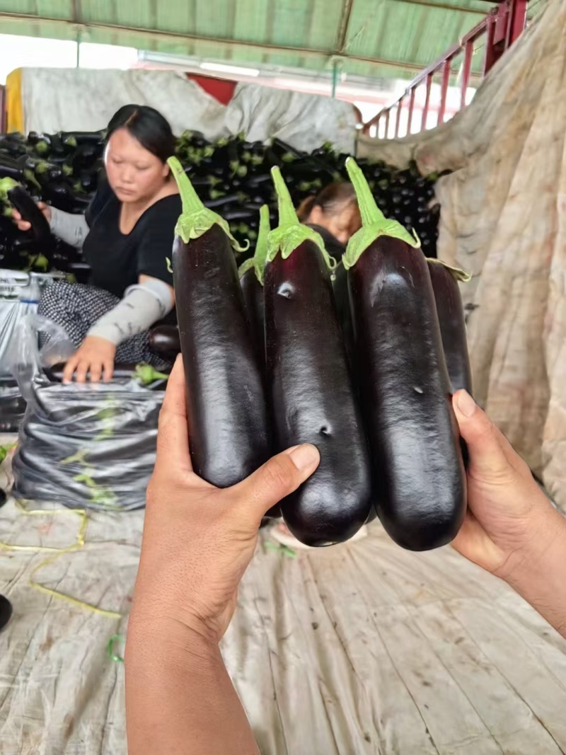 【黑茄王】烧烤茄黑棒茄河南焦作基地直供一手货源