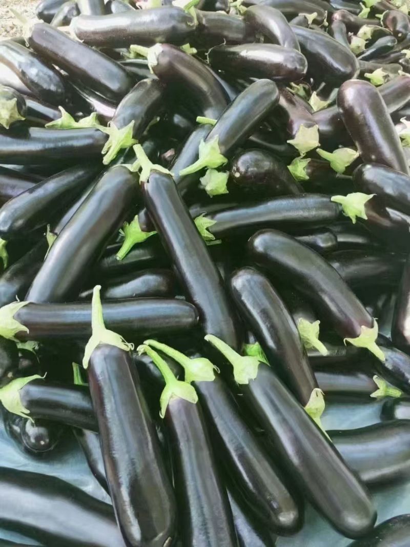 【黑茄王】烧烤茄黑棒茄河南焦作基地直供一手货源