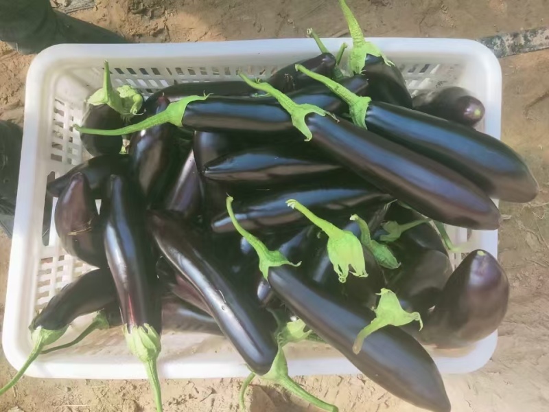 【黑茄王】烧烤茄黑棒茄河南焦作基地直供一手货源