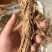 【独活】精品水洗独活，质量可靠，价格优惠，欢迎老板前来选购