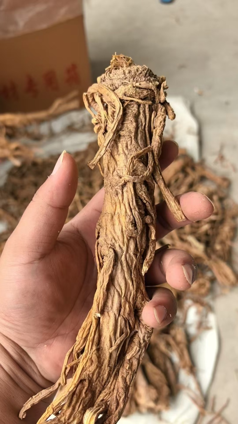 【独活】精品水洗独活，质量可靠，价格优惠，欢迎老板前来选购