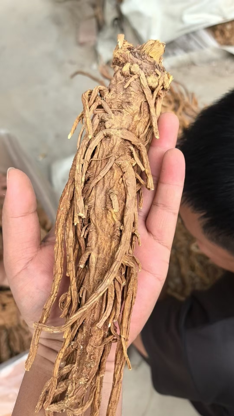 【独活】精品水洗独活，质量可靠，价格优惠，欢迎老板前来选购