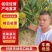 河南省伏牛山脉的板栗产地直供货好价格公道诚信经营