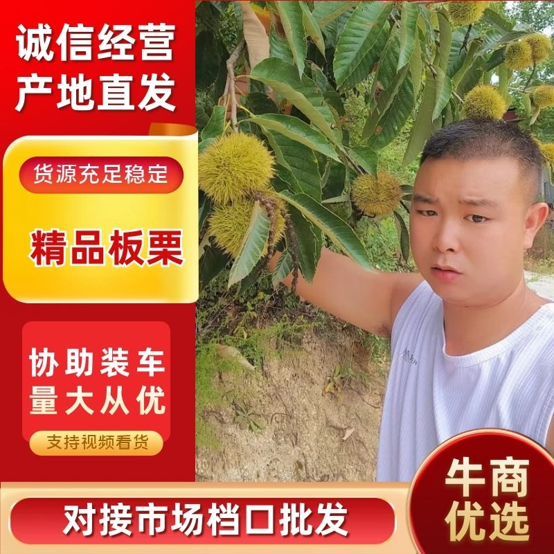 河南省伏牛山脉的板栗产地直供货好价格公道诚信经营