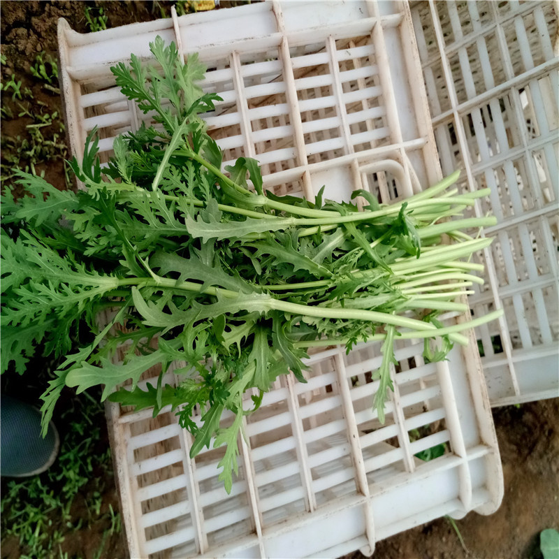 精品光杆茼蒿种子青杆产量高皇帝菜种子小叶茼蒿种子