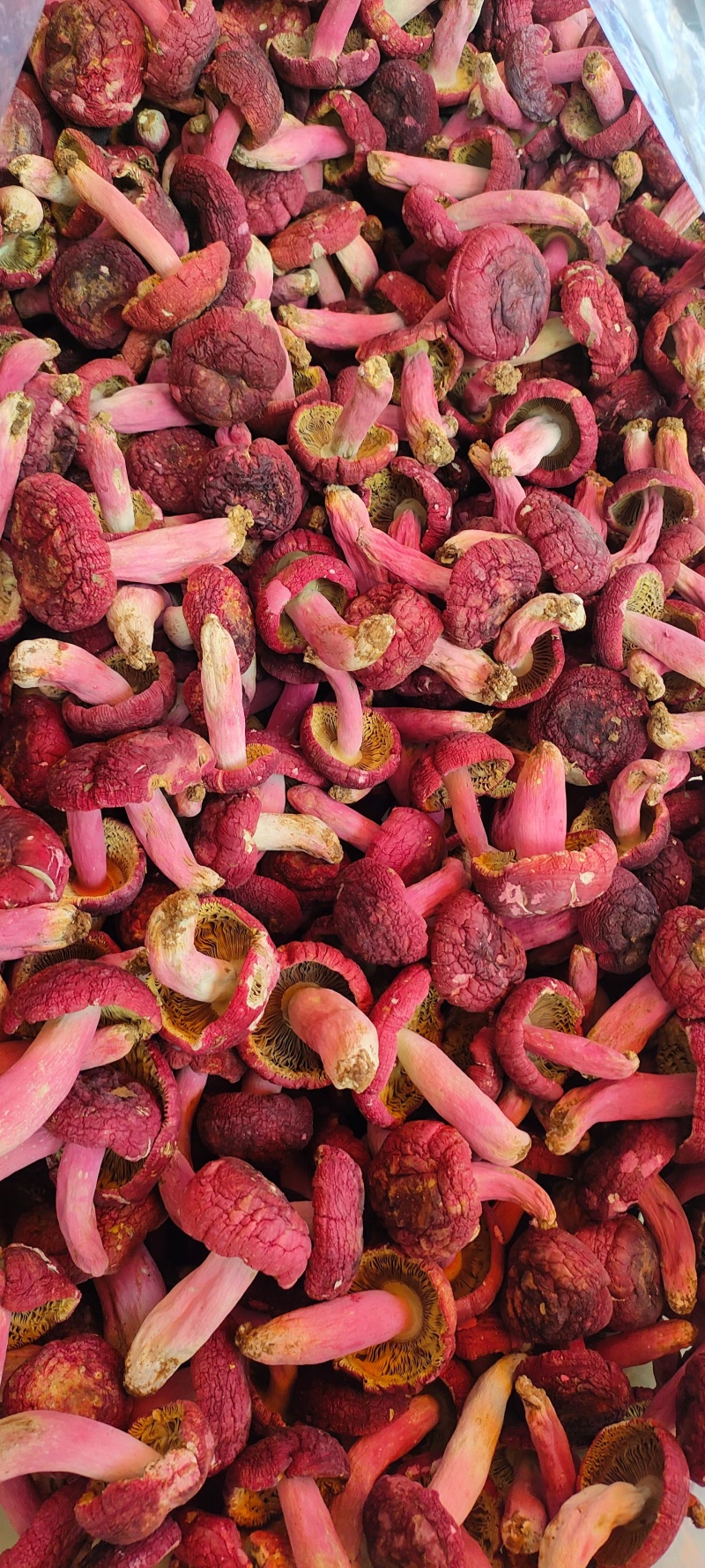 干红菇广西红菇货源充足，品质如图诚信经营欢迎咨询