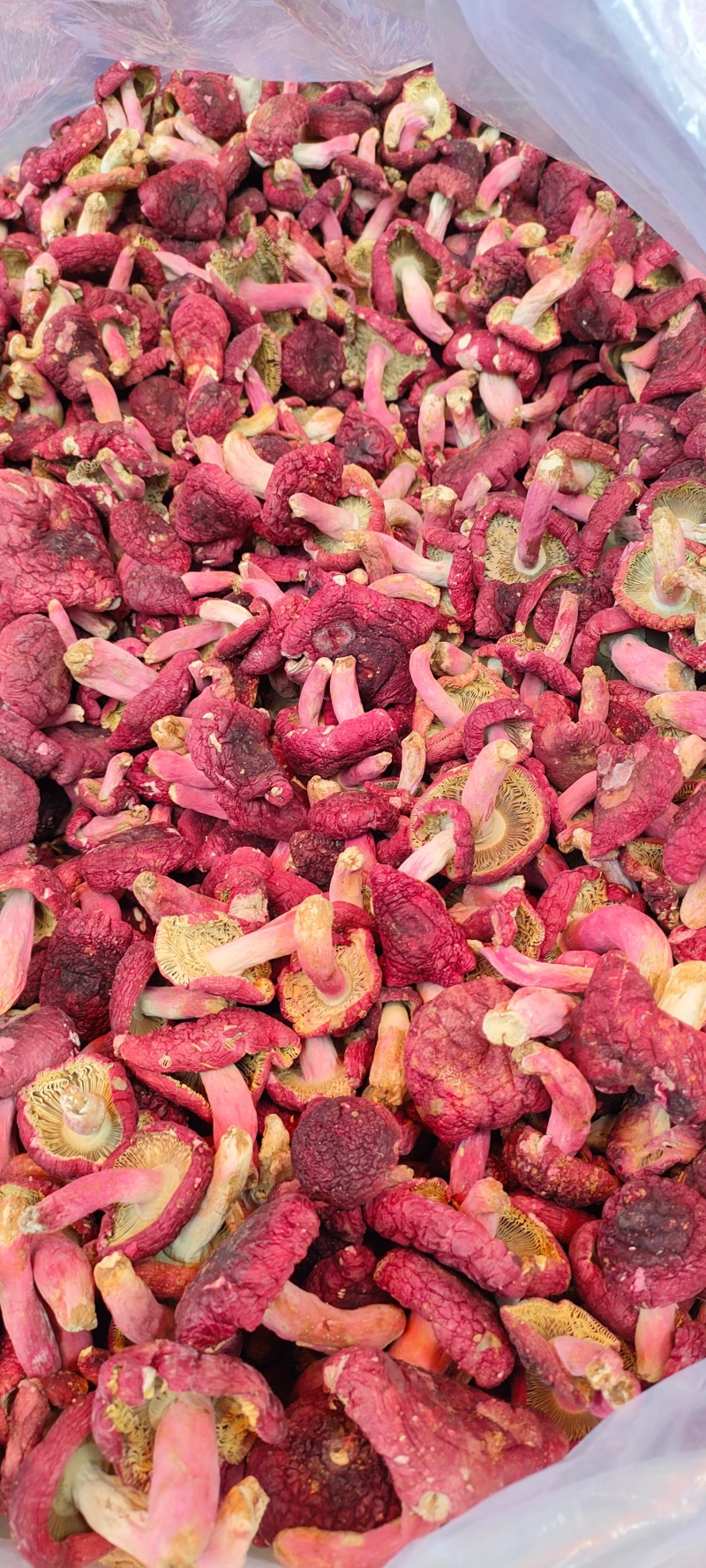 干红菇广西红菇货源充足，品质如图诚信经营欢迎咨询