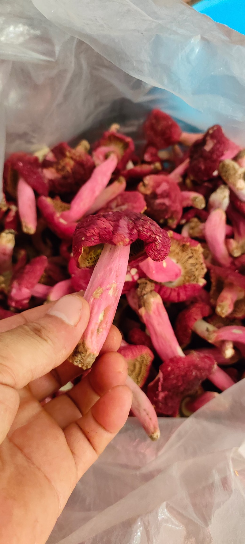 干红菇广西红菇货源充足，品质如图诚信经营欢迎咨询
