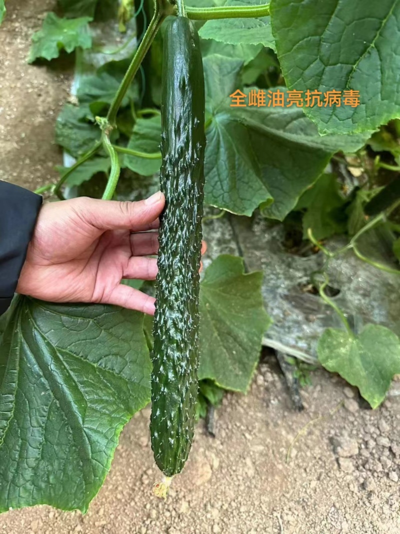 精品黄瓜苗大量有货成活率高教技术指导欢迎咨询