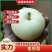 一件代发河北皇冠梨大量供应中脆甜多汁商超市场