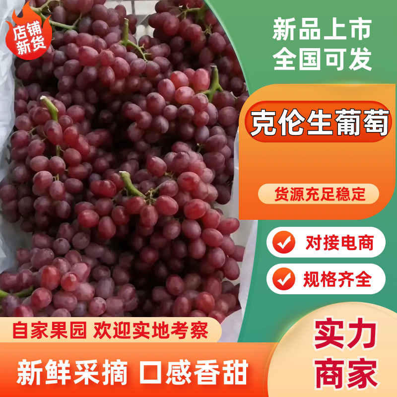 河北晋州葡萄冷库精品克伦生葡萄，货源充足，欢迎电话联系