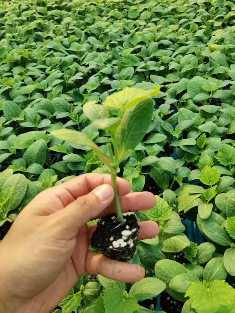 精品黄瓜苗大量有货成活率高教技术指导欢迎咨询