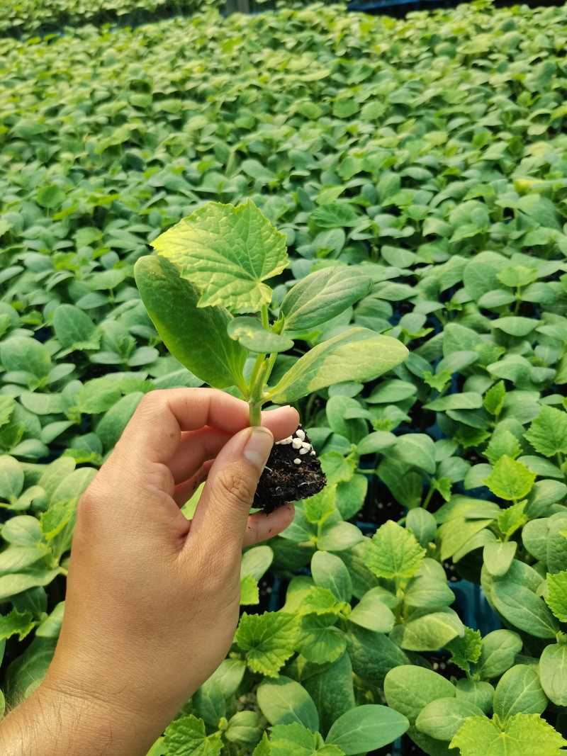 精品黄瓜苗大量有货成活率高教技术指导欢迎咨询