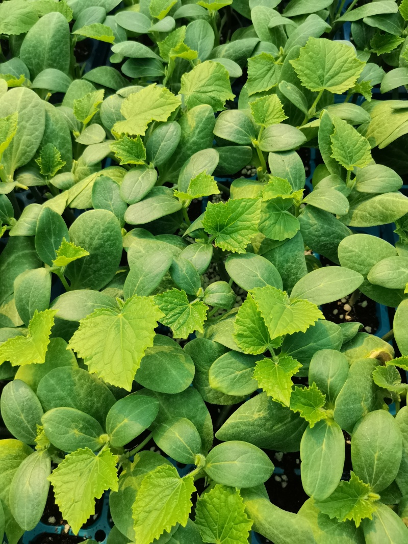 精品黄瓜苗大量有货成活率高教技术指导欢迎咨询