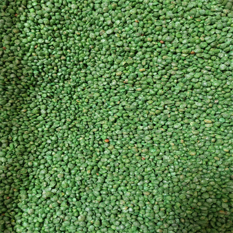 强盛新秀菠菜种子长势旺抗病抗寒耐热春秋大叶菠菜种子