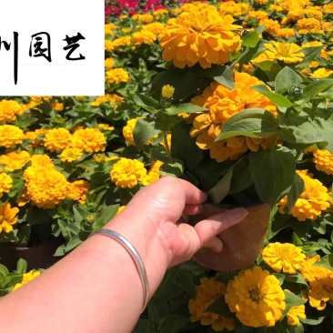 白日菊百日草批发成都时令草花批发花境花坛色块花卉