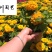 白日菊百日草批发成都时令草花批发花境花坛色块花卉