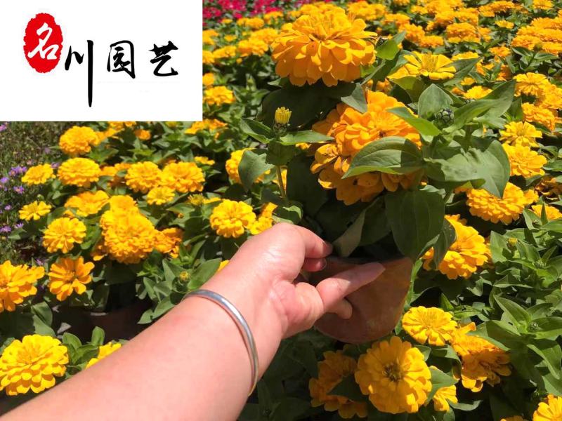 白日菊百日草批发成都时令草花批发花境花坛色块花卉