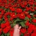 白日菊百日草批发成都时令草花批发花境花坛色块花卉