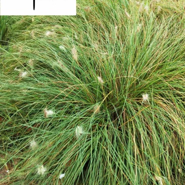 白穗狼尾草苗圃基地直供白穗狼尾草观赏草批发量大从优