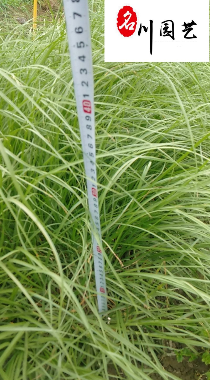 白穗狼尾草苗圃基地直供白穗狼尾草观赏草批发量大从优