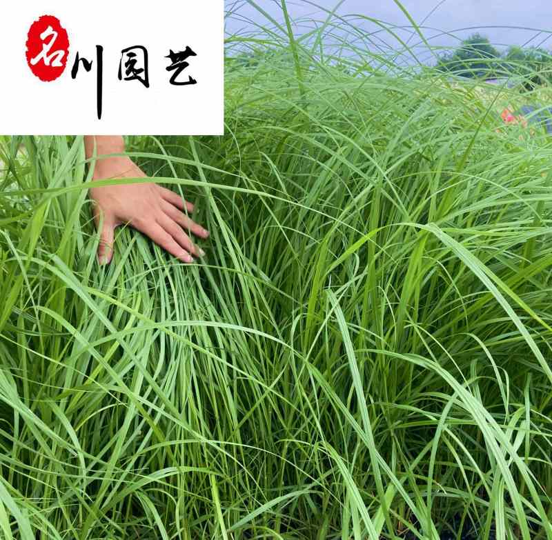 白穗狼尾草苗圃基地直供白穗狼尾草观赏草批发量大从优
