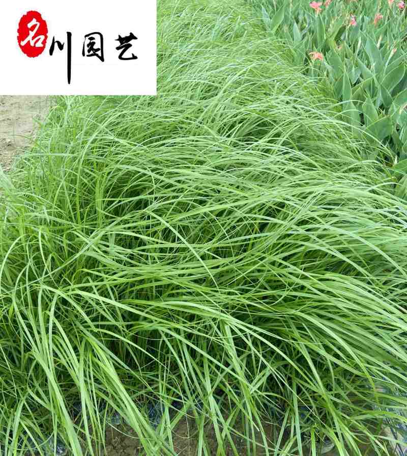 白穗狼尾草苗圃基地直供白穗狼尾草观赏草批发量大从优