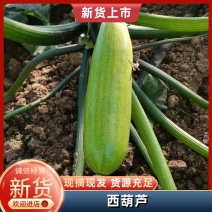 西葫芦山东西葫芦货源充足量大从优质量保证欢迎咨询