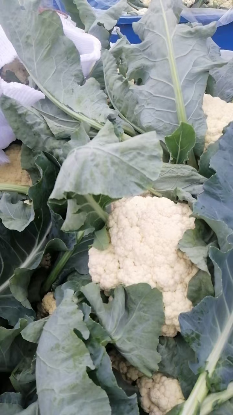 有机花菜松花菜量大价优品相好运输便利欢迎选购