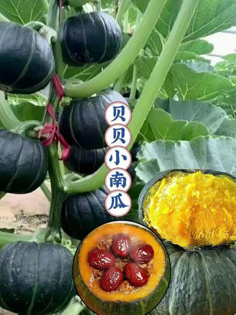精品贝贝南瓜产地一手货源供应电商市场超市