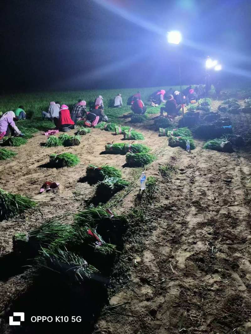 精品韭菜甘肃基地直供质量保证一手货源全国发货