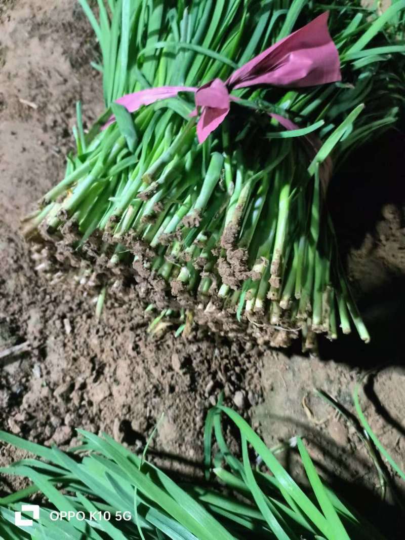 精品韭菜甘肃基地直供质量保证一手货源全国发货