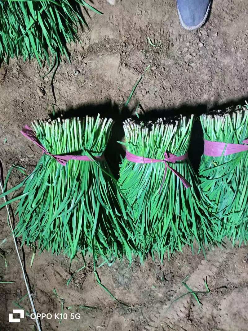 精品韭菜甘肃基地直供质量保证一手货源全国发货
