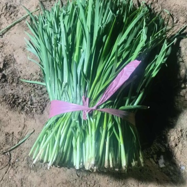 精品韭菜甘肃基地直供质量保证一手货源全国发货
