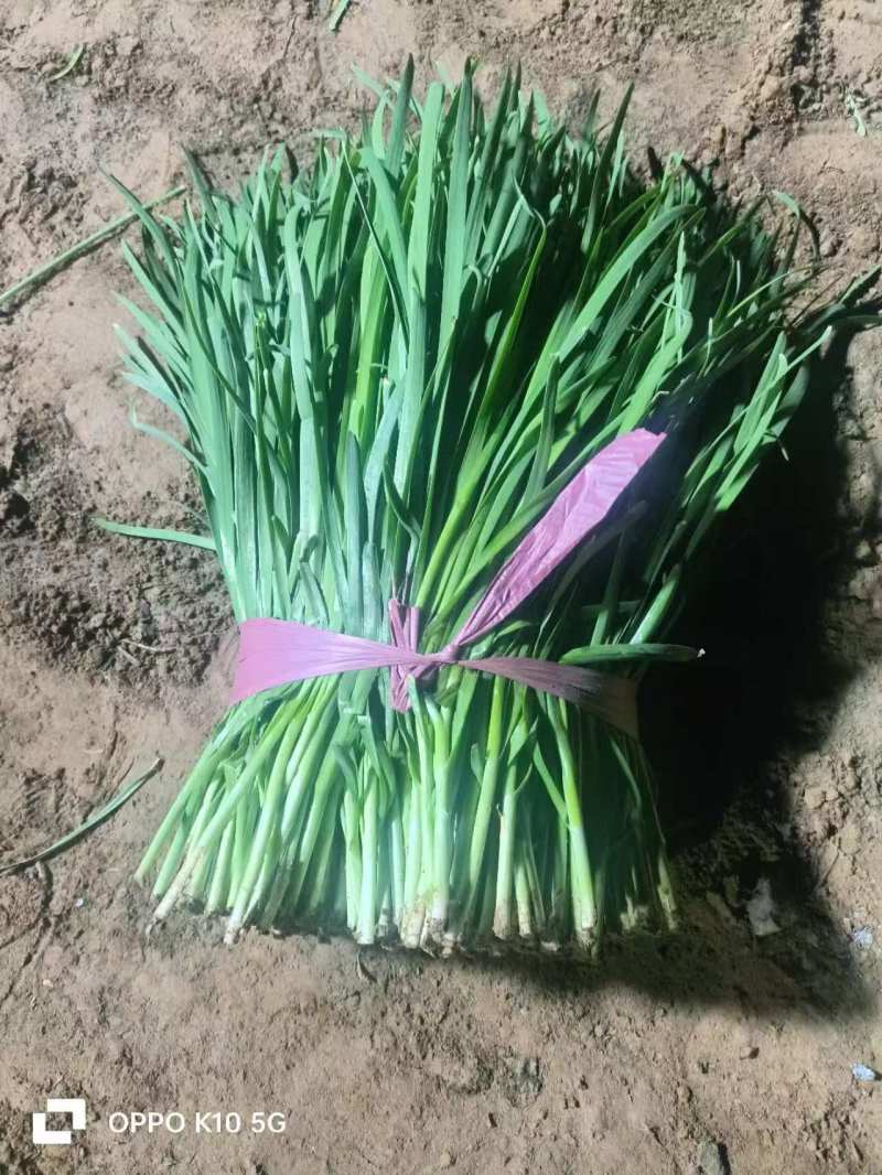 精品韭菜甘肃基地直供质量保证一手货源全国发货