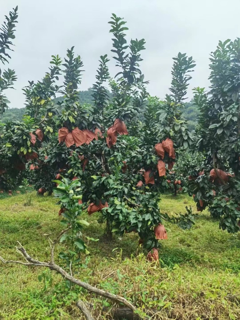 白柚福建平和蜜柚，量大价优，一手货源，可视频看货代发全国