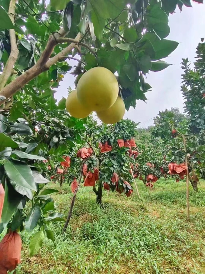 白柚福建平和蜜柚，量大价优，一手货源，可视频看货代发全国