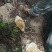 海南热带雨林纯野生土蜂蜜，波美度40以上