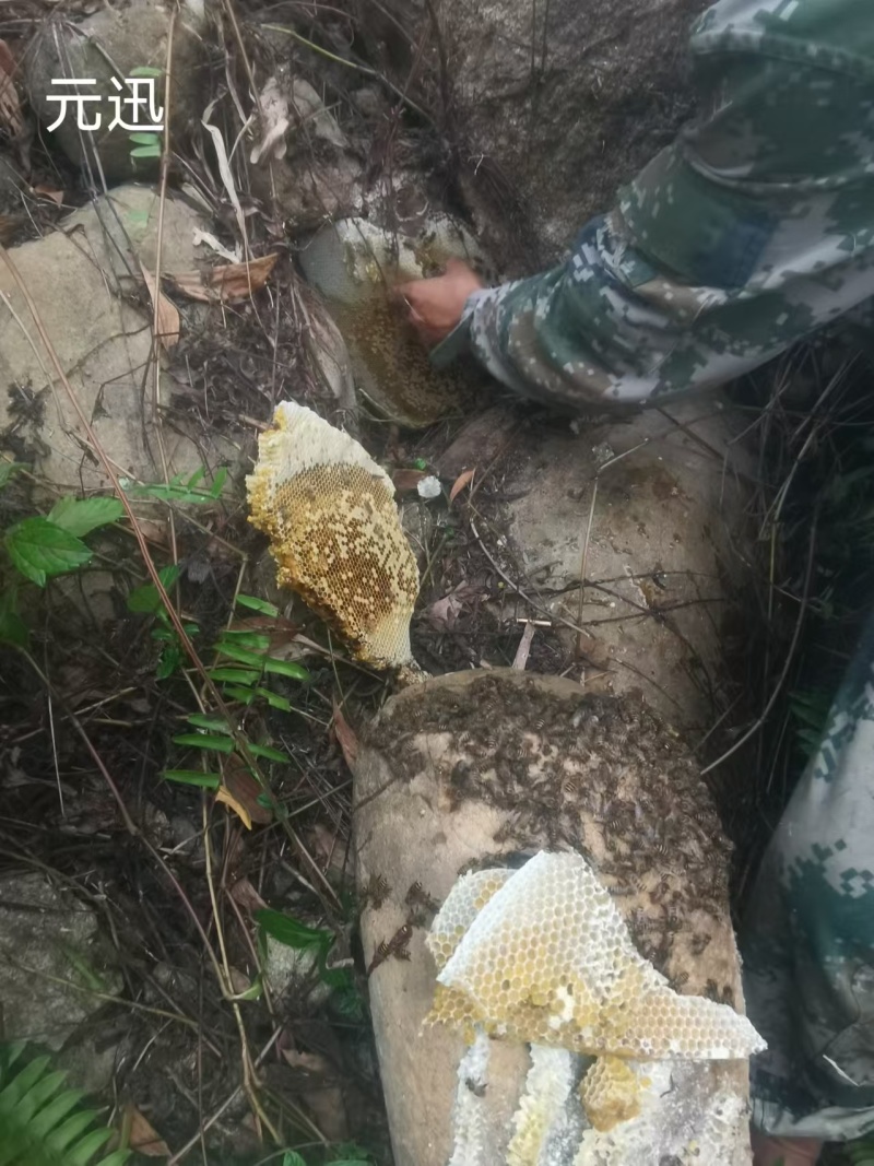 海南热带雨林纯野生土蜂蜜，波美度40以上