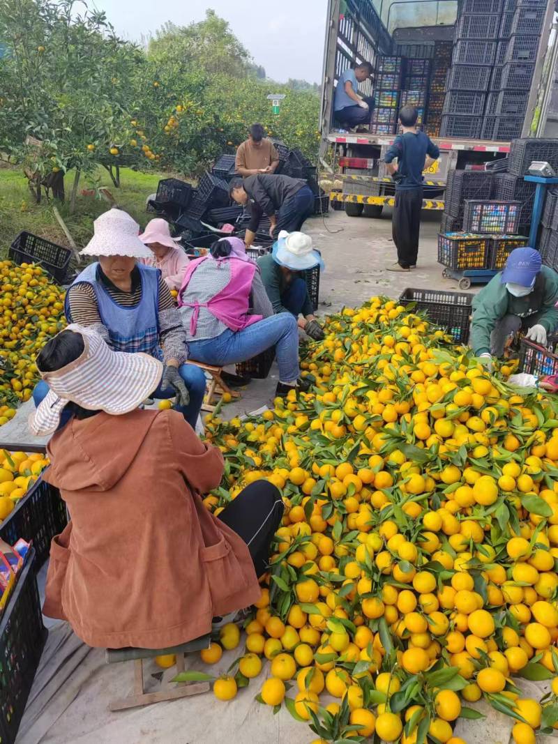 精品四川蜜橘一手货源皮薄多汁产地发货量大从优欢迎咨询