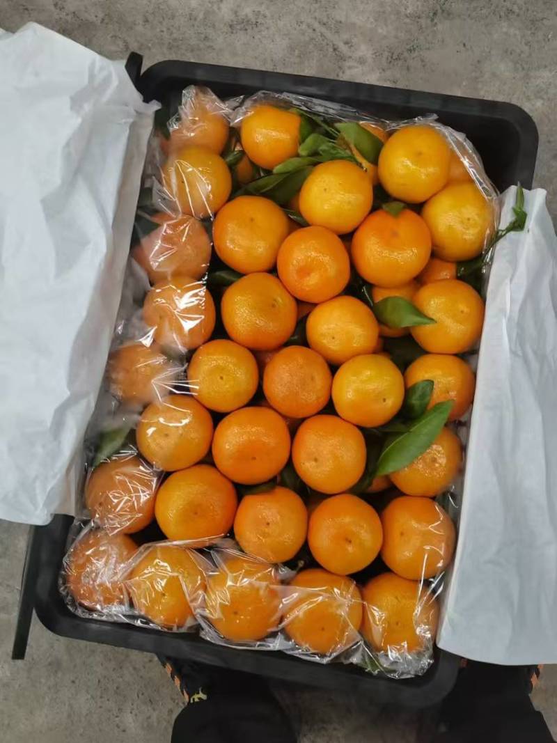 精品四川蜜橘一手货源皮薄多汁产地发货量大从优欢迎咨询