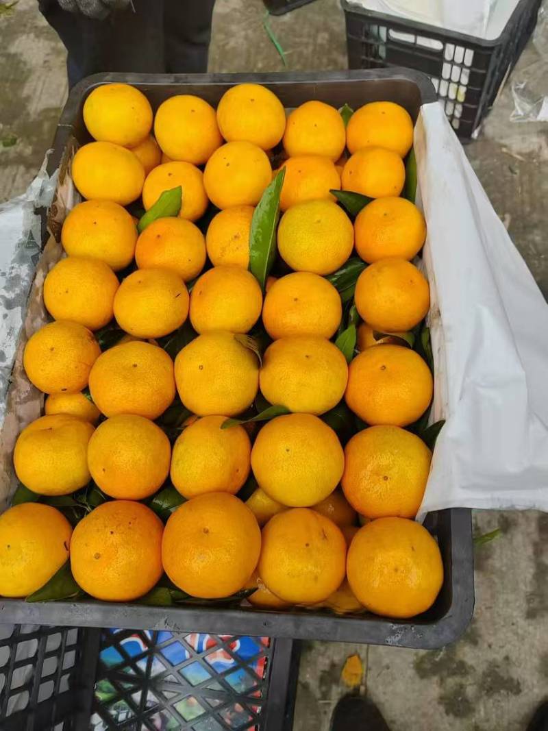 精品四川蜜橘一手货源皮薄多汁产地发货量大从优欢迎咨询