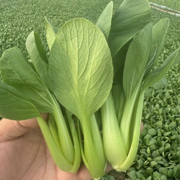 山东菏泽上海青油菜大量供应产区直发量大从优，欢迎咨询