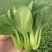 山东菏泽上海青油菜大量供应产区直发量大从优，欢迎咨询
