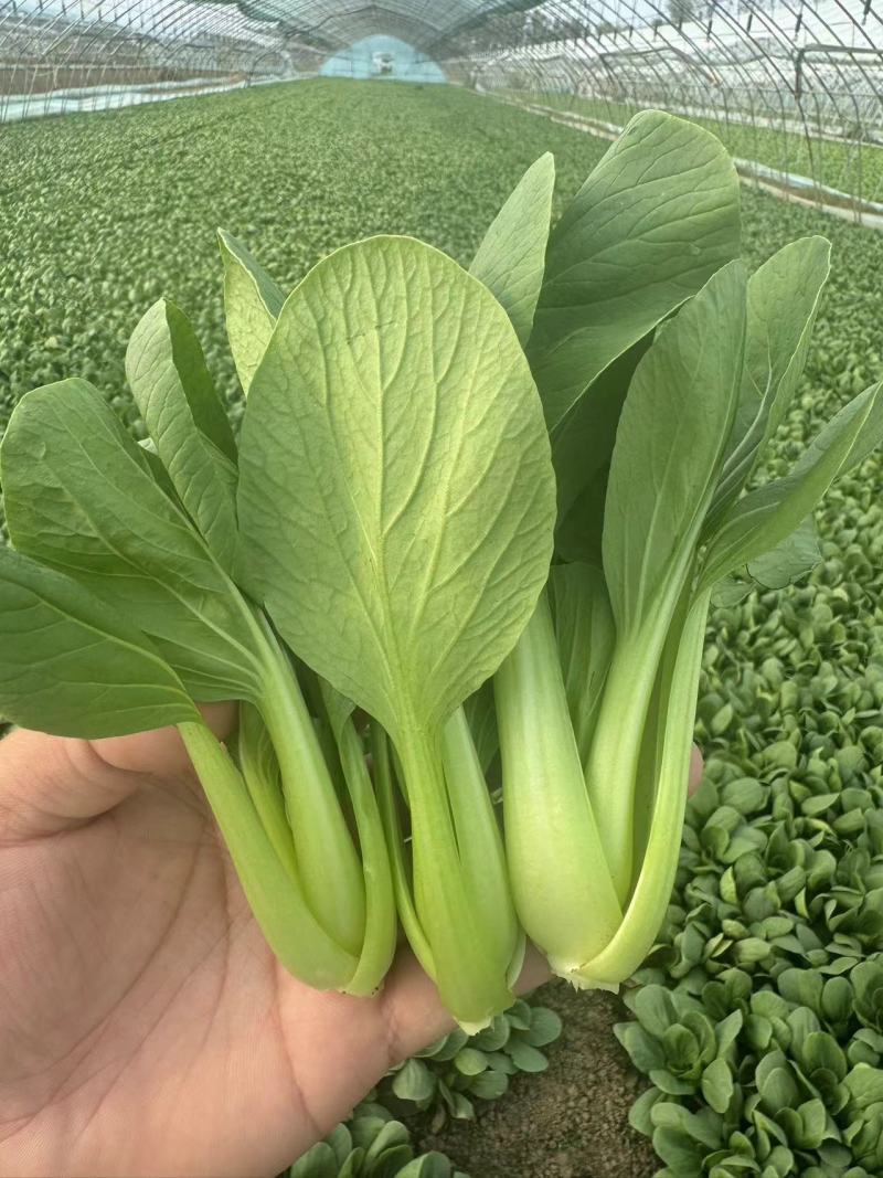 山东菏泽上海青油菜大量供应产区直发量大从优，欢迎咨询