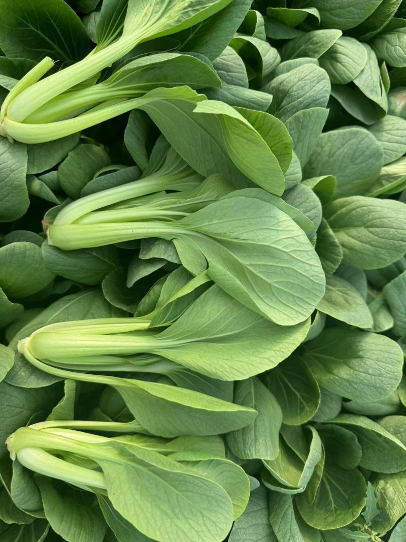 山东菏泽上海青油菜大量供应产区直发量大从优，欢迎咨询