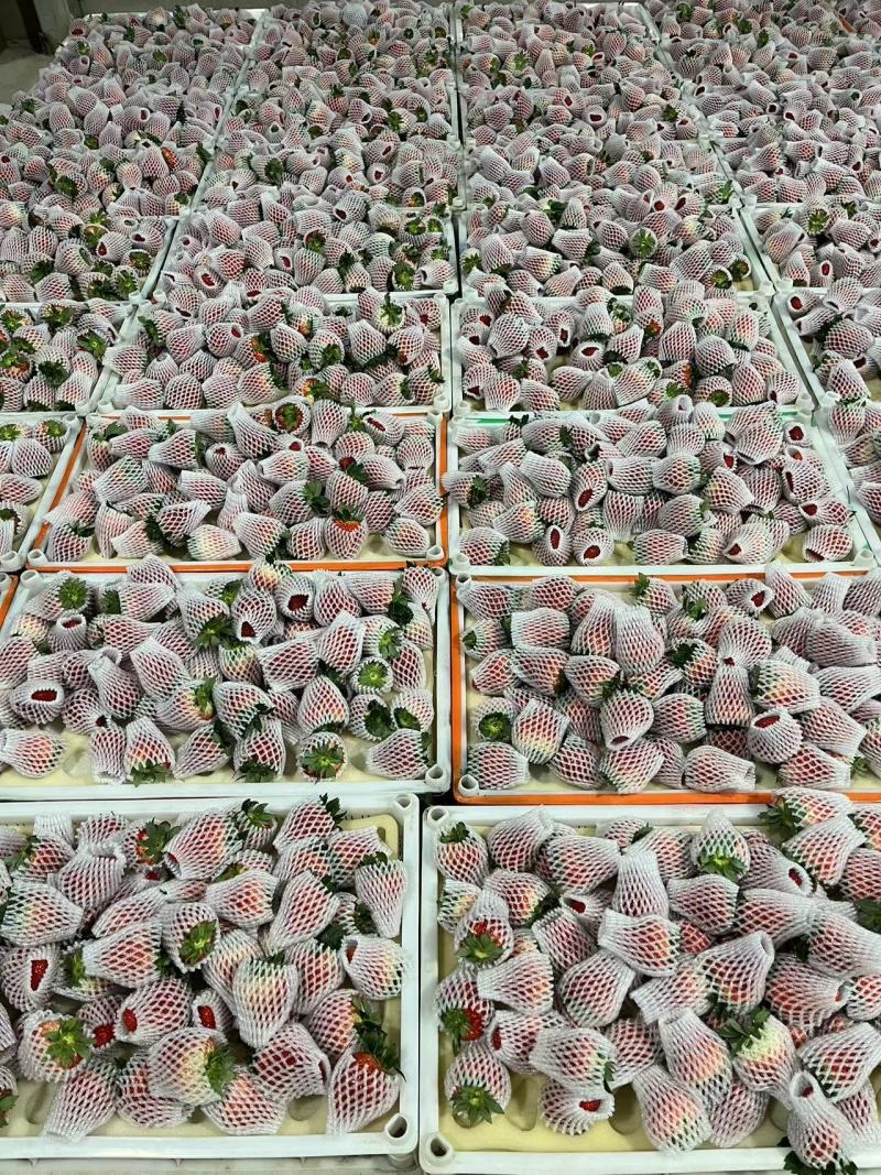 丹东红颜99草莓产地直发人工筛选品质保证一件代发