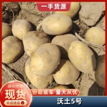 黄心土豆沃土土豆基地直发对接市场商超电商