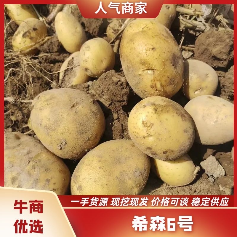 精品黄心土豆希森6号产地一手货源可一件代发视频看货